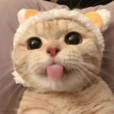 مریم اقبال avatar