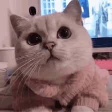 عمران شاہ avatar