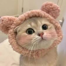 سعدیہ اقبال avatar