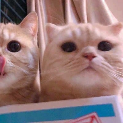 ساجل علی avatar